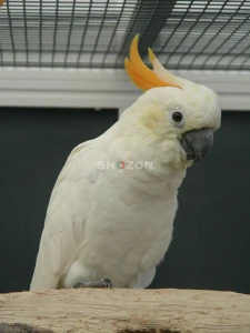 Beautiful Hand-Raised Citron Crested Cockatoo Parrots Available – UAE
