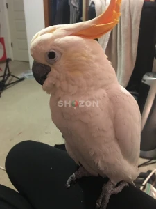 Beautiful Hand-Raised Citron Crested Cockatoo Parrots Available – UAE