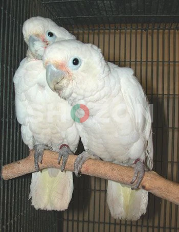 Beautiful Hand-Raised Goffin Cockatoo Parrots Available in UAE 