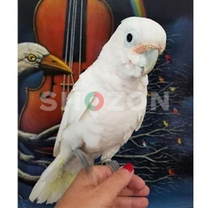 Beautiful Hand-Raised Goffin Cockatoo Parrots Available in UAE 