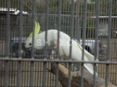 Beautiful Lesser Sulphur-Crested Cockatoo Parrots Available – UAE Breeder