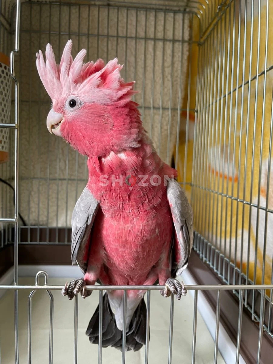  Beautiful Rose Breasted Cockatoo Parrots Available in UAE 