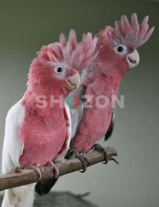  Beautiful Rose Breasted Cockatoo Parrots Available in UAE 