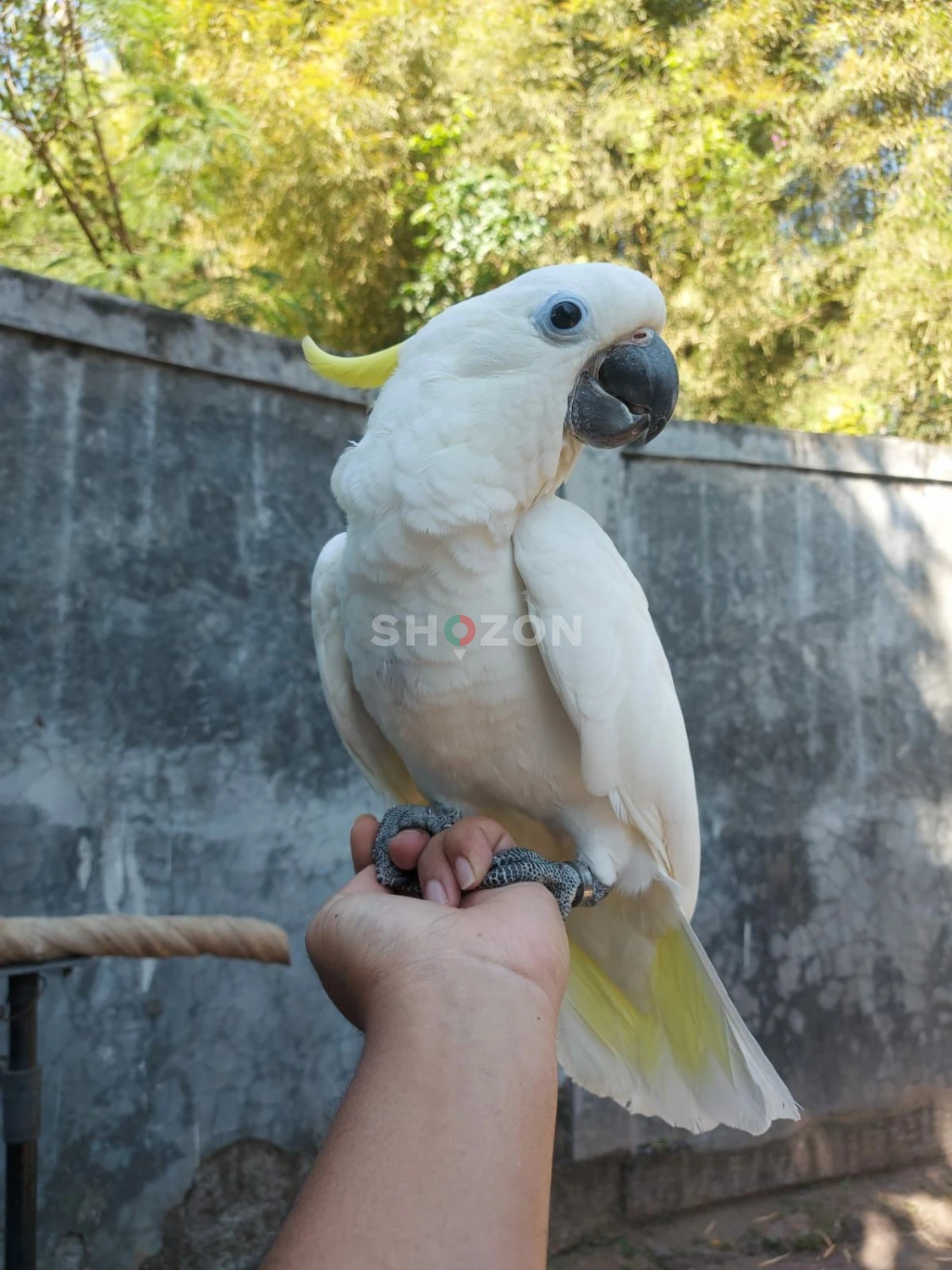 Beautiful Hand-Raised Triton Cockatoo Parrots Available in UAE 