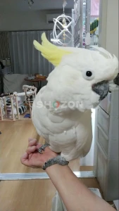 Beautiful Hand-Raised Triton Cockatoo Parrots Available in UAE 