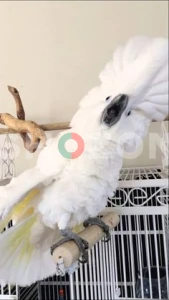 Beautiful Hand-Raised Umbrella Cockatoo Parrots Available in UAE 