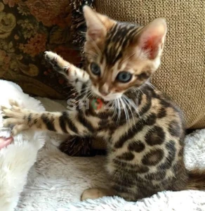 lovely bengal babies