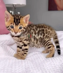 lovely bengal babies