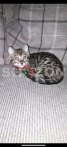 lovely bengal babies