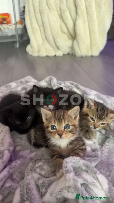 Shozon listing image