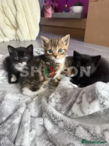 bengal kits