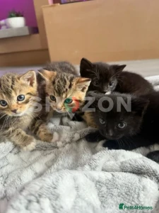 bengal kits