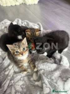 bengal kits