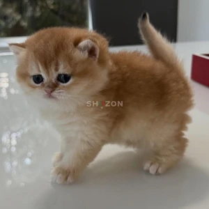 9 Weeks old British short hair kittens available 