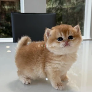 9 Weeks old British short hair kittens available 
