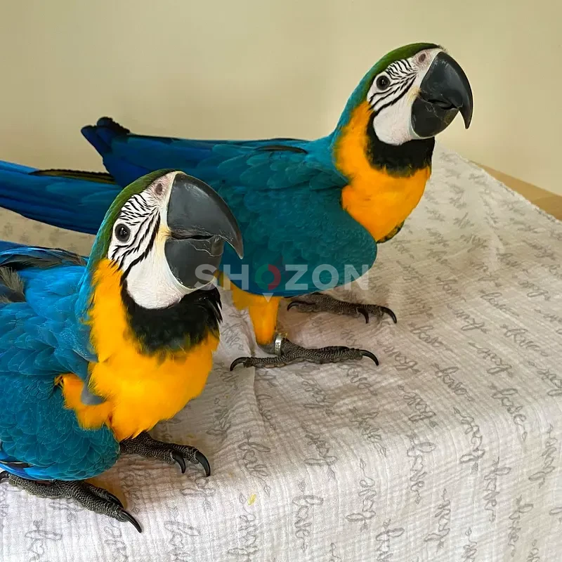 Healthy Blue and Gold Macaw – Hand-Tamed, Friendly, and Well Socialized