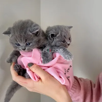 Adorable British Shorthair Kittens – Healthy, Playful & Family Raised