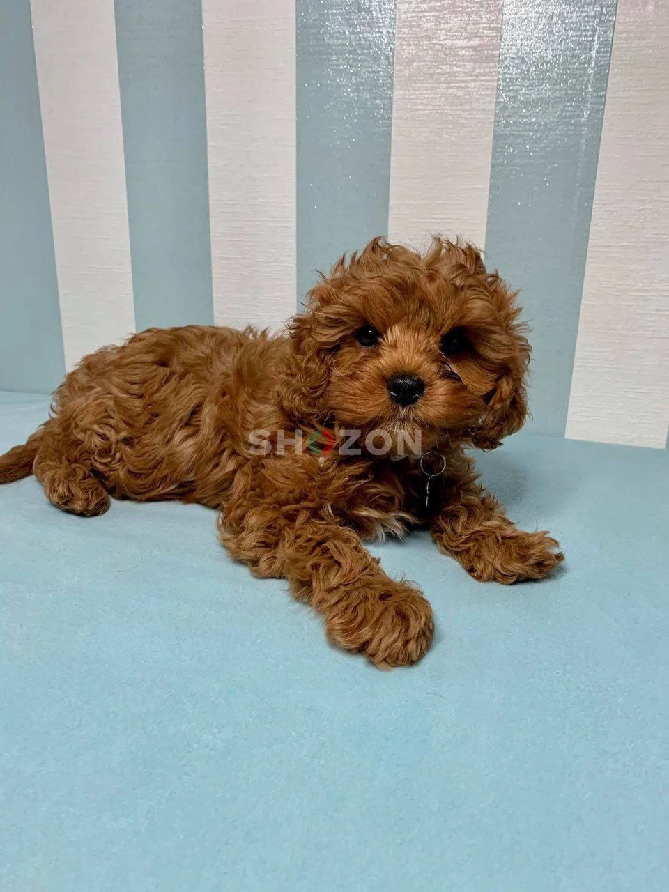 Healthy Poodle Puppies – Loving, Intelligent & Family Friendly