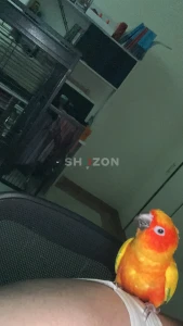 sun conure with 2 large cages and bird stand