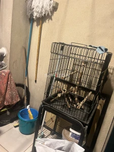 sun conure with 2 large cages and bird stand