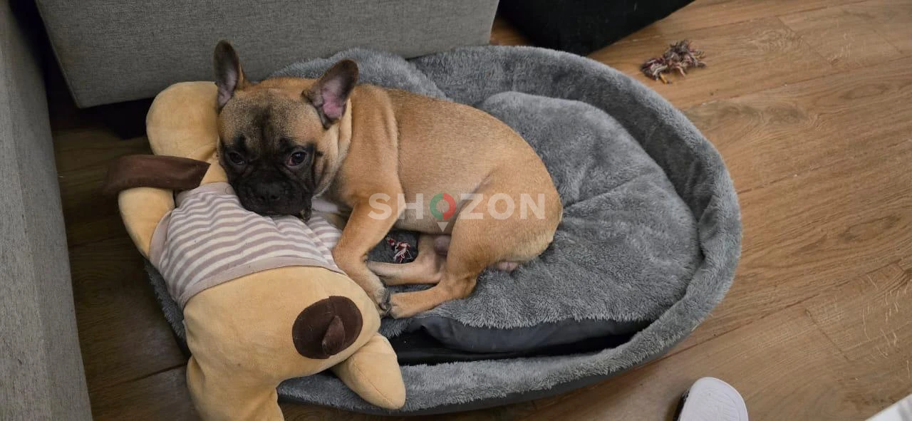 Adorable Fawn French Bulldog "Latte" 