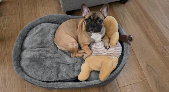 Adorable Fawn French Bulldog "Latte" 
