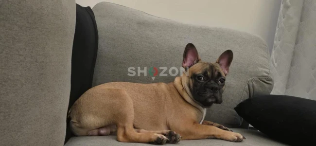 Adorable Fawn French Bulldog "Latte" 