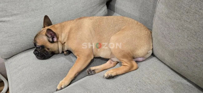 Adorable Fawn French Bulldog "Latte" 