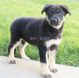 8-week-old female German Shepherd Dog