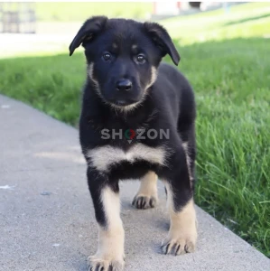 8-week-old female German Shepherd Dog