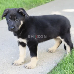 8-week-old female German Shepherd Dog
