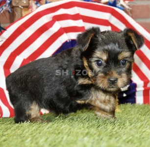 7-week-old male Yorkshire Terrier