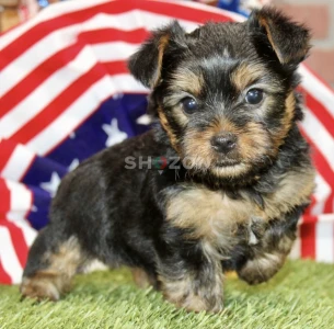 7-week-old male Yorkshire Terrier
