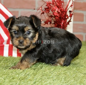 7-week-old male Yorkshire Terrier