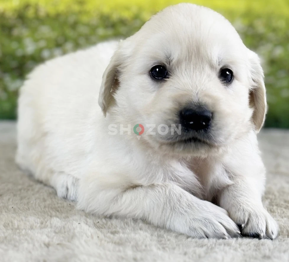 6-week-old male Golden