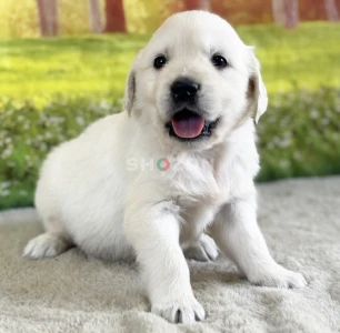 6-week-old male Golden