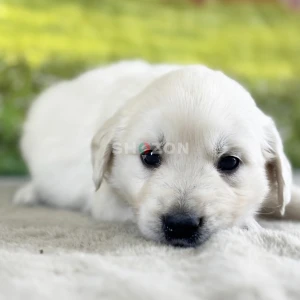 6-week-old male Golden