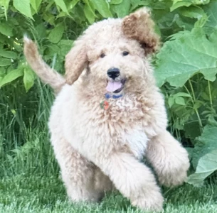 17-week-old male Goldendoodle