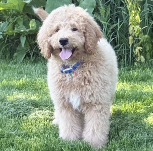 17-week-old male Goldendoodle