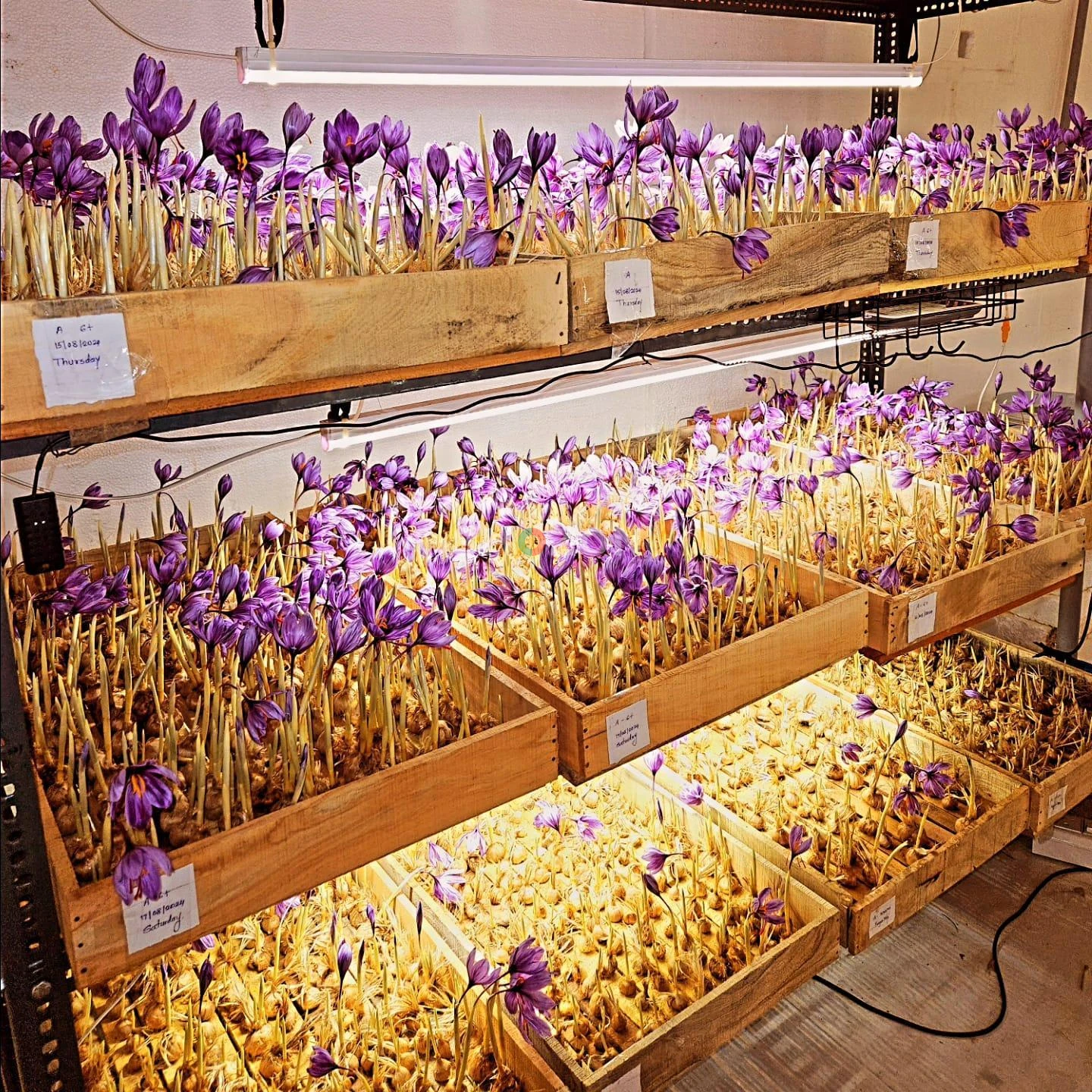 Hydroponic Agriculture Consultant & Expert Services | Le Polo, Casablanca- Morocco