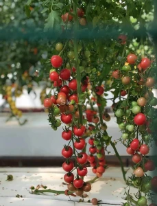 Hydroponic Agriculture Consultant & Expert Services | Le Polo, Casablanca- Morocco