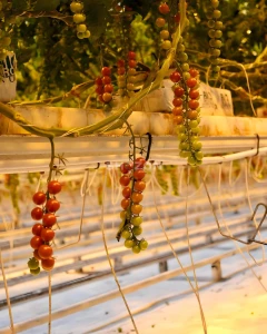 Hydroponic Agriculture Consultant & Expert Services | Le Polo, Casablanca- Morocco