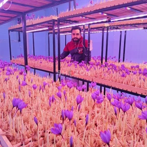 Hydroponic Agriculture Consultant & Expert Services | Le Polo, Casablanca- Morocco