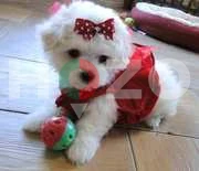 outstanding tea cup poodle puppies ready 