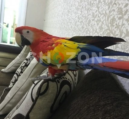 talking pair of scarlet macaw 
