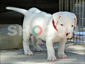 pure breed Dogo Argentino puppies