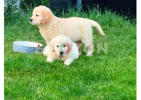 awesome AKC registered Golden retriever and Labrador 