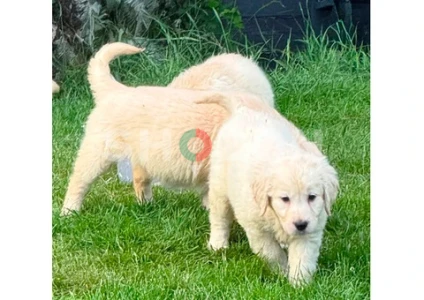 awesome AKC registered Golden retriever and Labrador 