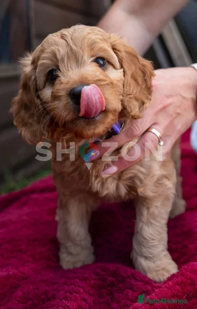 delightful cockapoo and cacoodle puppies 