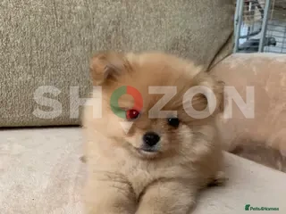 Shozon listing image